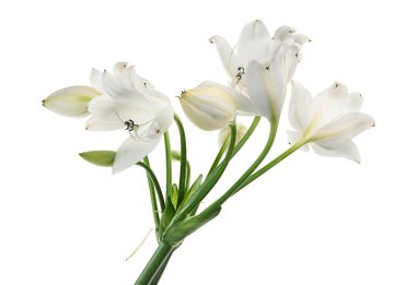 Crinum moorei çiçekleri, Natal Lily, Beyaz Lily beyaz arka planda izole edilmiş.                                                                                          
