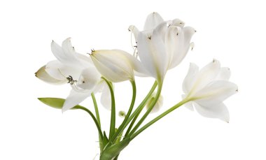 Crinum moorei çiçekleri, Natal Lily, Beyaz Lily beyaz arka planda izole edilmiş.                                                                                          