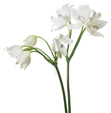 Crinum moorei çiçekleri, Natal Lily, Beyaz Lily beyaz arka planda izole edilmiş.                                                                                          