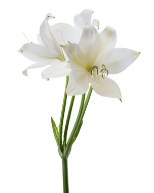 Crinum moorei çiçekleri, Natal Lily, Beyaz Lily beyaz arka planda izole edilmiş.                                                                                          