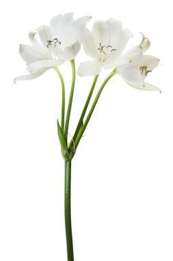 Crinum moorei çiçekleri, Natal Lily, Beyaz Lily beyaz arka planda izole edilmiş.                                                                                          