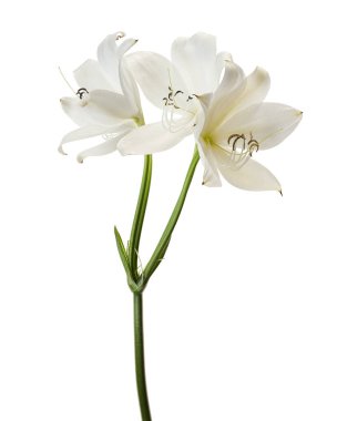 Crinum moorei çiçekleri, Natal Lily, Beyaz Lily beyaz arka planda izole edilmiş.                                                                                          