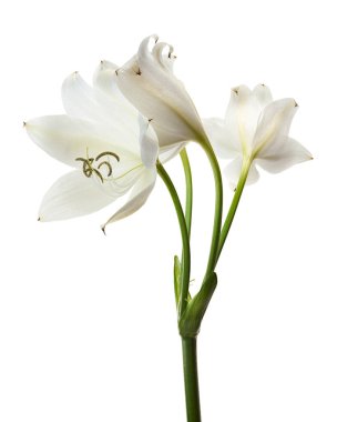 Crinum moorei çiçekleri, Natal Lily, Beyaz Lily beyaz arka planda izole edilmiş.                                                                                          