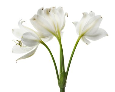 Crinum moorei çiçekleri, Natal Lily, Beyaz Lily beyaz arka planda izole edilmiş.                                                                                          