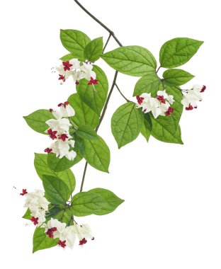 Kanayan zafer çardak çiçeği, yeşil yapraklı kanayan kalp sarmaşığı, kesme yolu olan beyaz arka planda izole edilmiş.                             