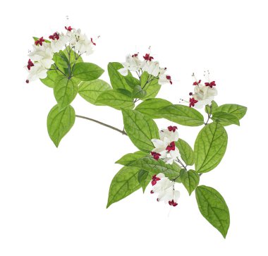 Kanayan zafer çardak çiçeği, yeşil yapraklı kanayan kalp sarmaşığı, kesme yolu olan beyaz arka planda izole edilmiş.                             