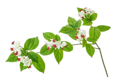 Kanayan zafer çardak çiçeği, yeşil yapraklı kanayan kalp sarmaşığı, kesme yolu olan beyaz arka planda izole edilmiş.                             