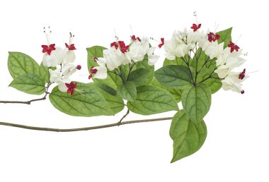 Kanayan zafer çardak çiçeği, yeşil yapraklı kanayan kalp sarmaşığı, kesme yolu olan beyaz arka planda izole edilmiş.                             