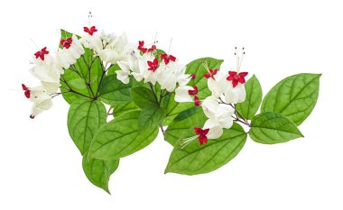 Kanayan zafer çardak çiçeği, yeşil yapraklı kanayan kalp sarmaşığı, kesme yolu olan beyaz arka planda izole edilmiş.                             