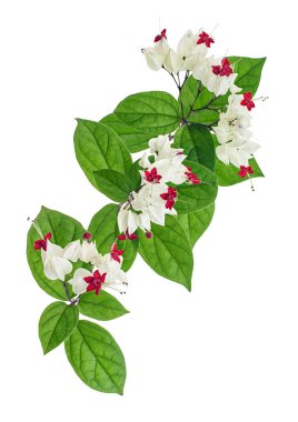 Kanayan zafer çardak çiçeği, yeşil yapraklı kanayan kalp sarmaşığı, kesme yolu olan beyaz arka planda izole edilmiş.                             