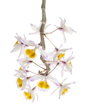 Dendrobium tiroflorum orkidesi, Pinecone benzeri raceme dendrobium, Dendrobium orkidesi beyaz arka planda izole edilmiş, kırpma yolu ile                             