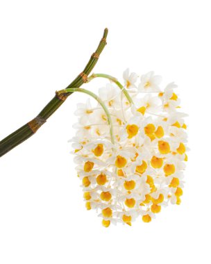 Dendrobium tiroflorum orkidesi, Pinecone benzeri raceme dendrobium, Dendrobium orkidesi beyaz arka planda izole edilmiş, kırpma yolu ile