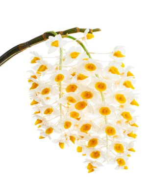 Dendrobium tiroflorum orkidesi, Pinecone benzeri raceme dendrobium, Dendrobium orkidesi beyaz arka planda izole edilmiş, kırpma yolu ile