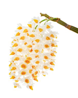 Dendrobium tiroflorum orkidesi, Pinecone benzeri raceme dendrobium, Dendrobium orkidesi beyaz arka planda izole edilmiş, kırpma yolu ile