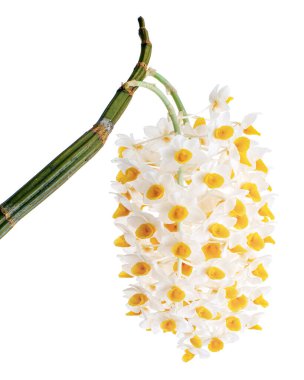 Dendrobium tiroflorum orkidesi, Pinecone benzeri raceme dendrobium, Dendrobium orkidesi beyaz arka planda izole edilmiş, kırpma yolu ile