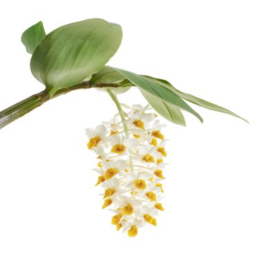 Dendrobium tiroflorum orkidesi, Pinecone benzeri raceme dendrobium, Dendrobium orkidesi beyaz arka planda izole edilmiş, kırpma yolu ile