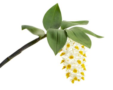 Dendrobium tiroflorum orkidesi, Pinecone benzeri raceme dendrobium, Dendrobium orkidesi beyaz arka planda izole edilmiş, kırpma yolu ile