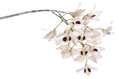 Dendrobium pulchellum çiçeği, beyaz arkaplanda izole edilmiş Dendrobium orkideleri, kırpma yolu ile  