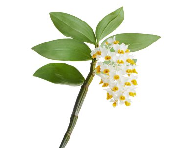Dendrobium tiroflorum orkidesi, Pinecone benzeri raceme dendrobium, Dendrobium orkidesi beyaz arka planda izole edilmiş, kırpma yolu ile