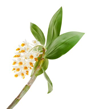 Dendrobium tiroflorum orkidesi, Pinecone benzeri raceme dendrobium, Dendrobium orkidesi beyaz arka planda izole edilmiş, kırpma yolu ile