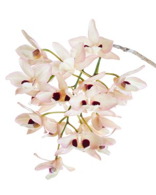 Dendrobium pulchellum çiçeği, beyaz arkaplanda izole edilmiş Dendrobium orkideleri, kırpma yolu ile                             