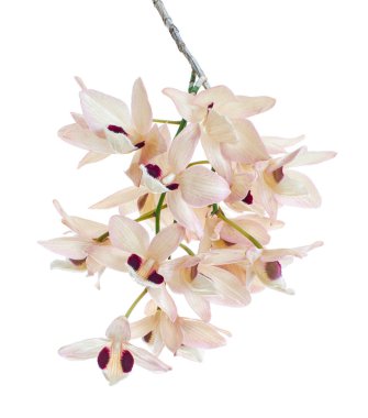 Dendrobium pulchellum çiçeği, beyaz arkaplanda izole edilmiş Dendrobium orkideleri, kırpma yolu ile                             
