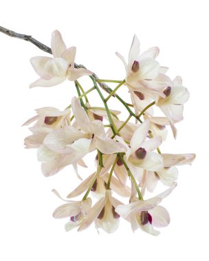 Dendrobium pulchellum çiçeği, beyaz arkaplanda izole edilmiş Dendrobium orkideleri, kırpma yolu ile                             