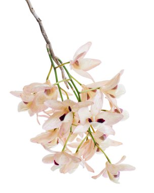 Dendrobium pulchellum çiçeği, beyaz arkaplanda izole edilmiş Dendrobium orkideleri, kırpma yolu ile                             
