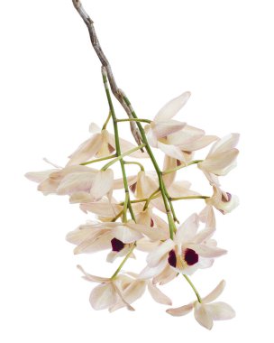 Dendrobium pulchellum çiçeği, beyaz arkaplanda izole edilmiş Dendrobium orkideleri, kırpma yolu ile                             