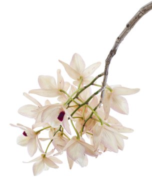 Dendrobium pulchellum çiçeği, beyaz arkaplanda izole edilmiş Dendrobium orkideleri, kırpma yolu ile                             
