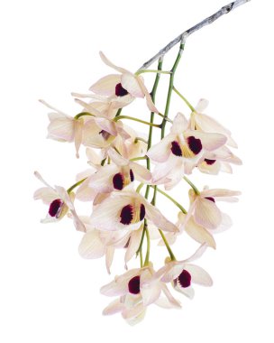Dendrobium pulchellum çiçeği, beyaz arkaplanda izole edilmiş Dendrobium orkideleri, kırpma yolu ile                             