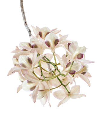 Dendrobium pulchellum çiçeği, beyaz arkaplanda izole edilmiş Dendrobium orkideleri, kırpma yolu ile                             