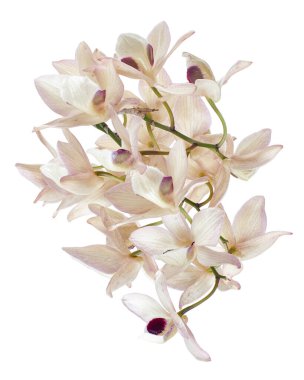 Dendrobium pulchellum çiçeği, beyaz arkaplanda izole edilmiş Dendrobium orkideleri, kırpma yolu ile                             