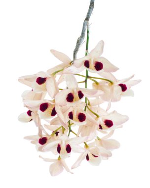 Dendrobium pulchellum çiçeği, beyaz arkaplanda izole edilmiş Dendrobium orkideleri, kırpma yolu ile                             