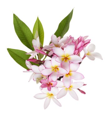 Pembe Plumeria çiçekleri (Frangipani), dalda açan pembe kokulu çiçek, beyaz arka planda izole edilmiş, kırpma yolu ile                      