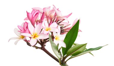 Pembe Plumeria çiçekleri (Frangipani), dalda açan pembe kokulu çiçek, beyaz arka planda izole edilmiş, kırpma yolu ile                      