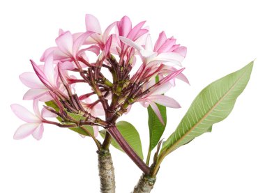 Pembe Plumeria çiçekleri (Frangipani), dalda açan pembe kokulu çiçek, beyaz arka planda izole edilmiş, kırpma yolu ile                      