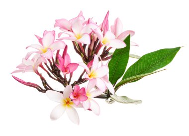 Pembe Plumeria çiçekleri (Frangipani), dalda açan pembe kokulu çiçek, beyaz arka planda izole edilmiş, kırpma yolu ile                      