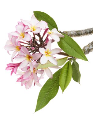 Pembe Plumeria çiçekleri (Frangipani), dalda açan pembe kokulu çiçek, beyaz arka planda izole edilmiş, kırpma yolu ile                      