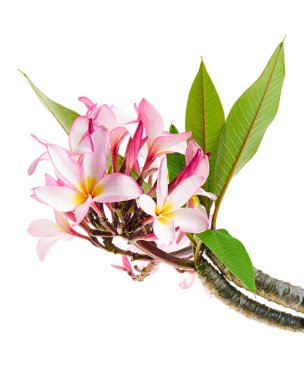 Pembe Plumeria çiçekleri (Frangipani), dalda açan pembe kokulu çiçek, beyaz arka planda izole edilmiş, kırpma yolu ile                      