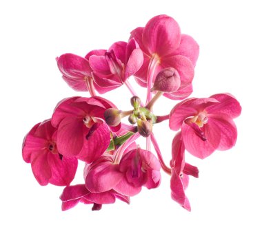 Vanda Orkideleri, Pembe Orkideler beyaz arkaplanda izole edilmiş, kırpma yolu ile                               