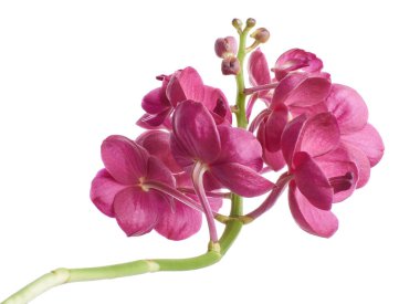 Vanda Orkideleri, Pembe Orkideler beyaz arkaplanda izole edilmiş, kırpma yolu ile                               