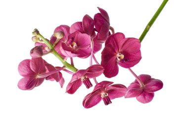 Vanda Orkideleri, Pembe Orkideler beyaz arkaplanda izole edilmiş, kırpma yolu ile                               