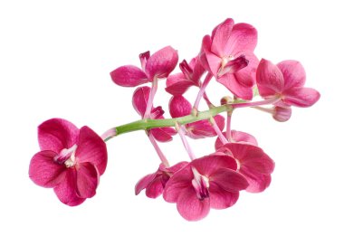 Vanda Orkideleri, Pembe Orkideler beyaz arkaplanda izole edilmiş, kırpma yolu ile                               