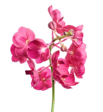 Vanda Orkideleri, Pembe Orkideler beyaz arkaplanda izole edilmiş, kırpma yolu ile                               