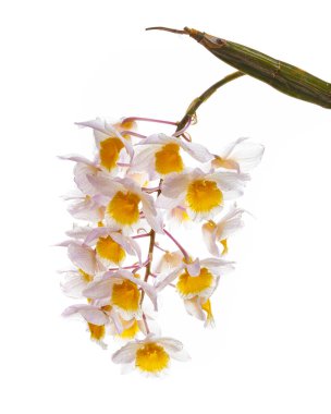 Dendrobium tiroflorum orkidesi, Pinecone benzeri raceme dendrobium, Dendrobium orkidesi beyaz arka planda izole edilmiş, kırpma yolu ile                             