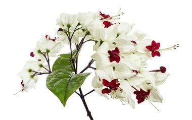 Kanayan zafer çardak çiçeği, yeşil yapraklı kanayan kalp sarmaşığı, kesme yolu olan beyaz arka planda izole edilmiş.                            