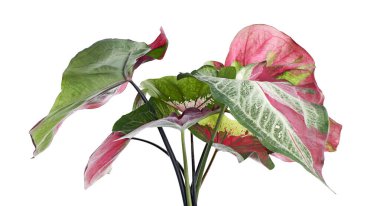 Caladium bicolor yaprağı, beyaz arkaplanda izole edilmiş Caladium yaprağı, kırpma yolu                          