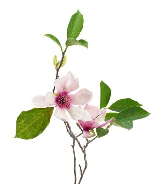 Mor manolya çiçeği, beyaz arka planda izole edilmiş Magnolia Felix, kırpma yolu ile  