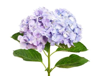 Ortanca çiçeği, ortanca makrofilla, beyaz arka planda izole edilmiş, kırpma yolu ile                       